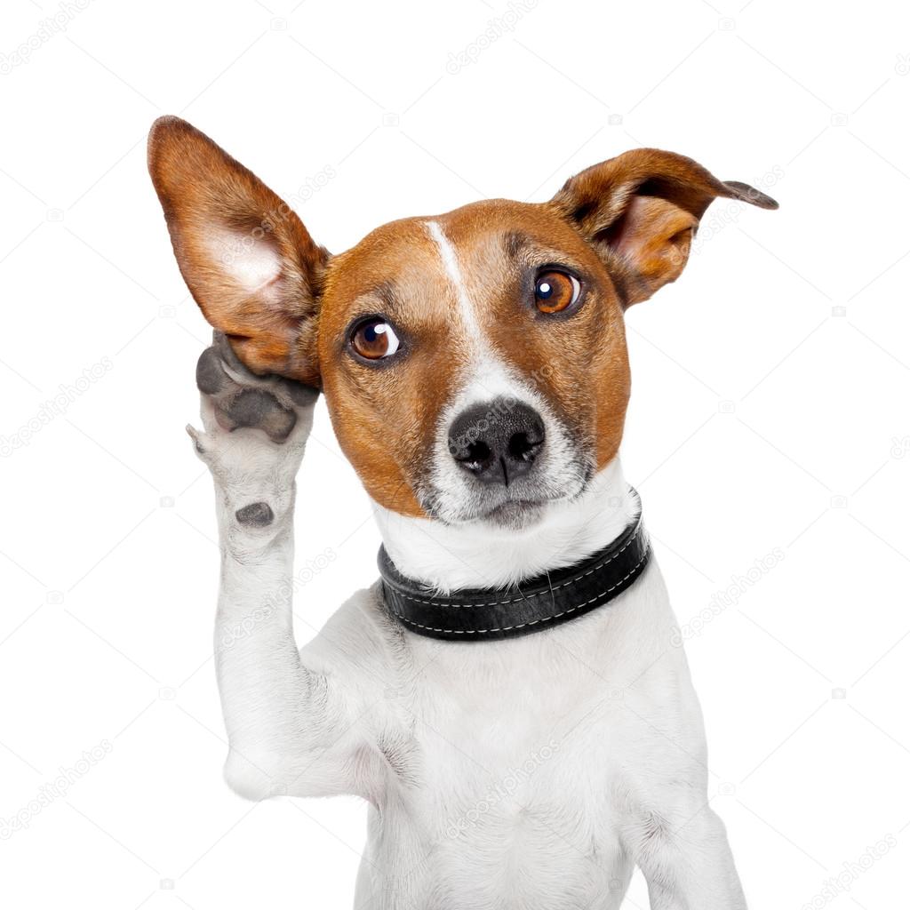 depositphotos_14094278-stock-photo-dog-listening-with-big-ear.jpg